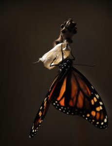 Photo of a butterfly emerging from a cocoon
