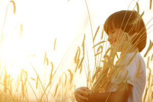 Boy in a wheat field