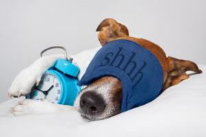 Dog with sleep mask and alarm clock