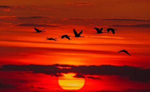 Danube delta at sunset