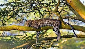 sleeping leopard